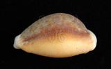 中文名：紅花寶螺學名：Cypraea helvola Linnaeus, 1758