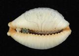 中文名：鯊皮寶螺學名：Cypraea staphylaea Linnaeus, 1758