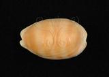 中文名：紫口寶螺學名：Cypraea carneola Linnaeus, 1758