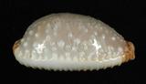 中文名：鯊皮寶螺學名：Cypraea staphylaea Linnaeus, 1758