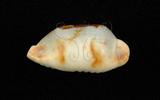 中文名：塊斑寶螺學名：Cypraea stolida Linnaeus, 1758