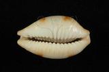中文名：塊斑寶螺學名：Cypraea stolida Linnaeus, 1758