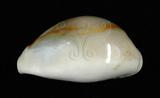 中文名：金環寶螺學名：Cypraea annulus Linnaeus, 1758