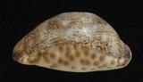 中文名：阿拉伯寶螺學名：Cypraea arabica Linnaeus, 1758