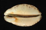 中文名：阿拉伯寶螺學名：Cypraea arabica Linnaeus, 1758