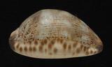 中文名：阿拉伯寶螺學名：Cypraea arabica Linnaeus, 1758