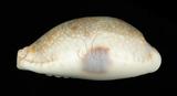 中文名：腰斑寶螺學名：Cypraea erosa Linnaeus, 1758