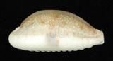 中文名：腰斑寶螺學名：Cypraea erosa Linnaeus, 1758