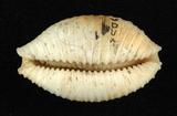 中文名：疙瘩寶螺(疣寶螺)學名：Cypraea nucleus Linnaeus, 1758