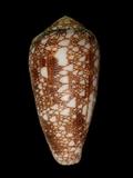 W(ǦW):ި( Conus pennaceus pennaceus )