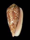 中文名(學名):金翎芋螺(  i Conus pennaceus pennaceus /i  )