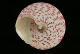 中文種名:紅斑鐘螺學名:Tectus conus俗名:紅斑鐘螺俗名（英文）:紅斑鐘螺