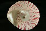 中文種名:牛蹄鐘螺學名:Tectus niloticus俗名:牛蹄鐘螺俗名（英文）:牛蹄鐘螺