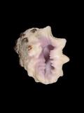 中文種名:紫口岩螺學名:Drupa morum俗名:紫口岩螺俗名（英文）:紫口岩螺