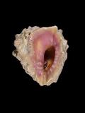 中文種名:玫瑰岩螺學名:Drupa rubusidaea俗名:玫瑰岩螺俗名（英文）:玫瑰岩螺