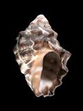 中文名(學名):鐵斑岩螺(  i Mancinella aculeata /i  )