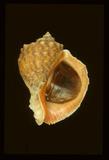 中文名(學名):紅皺巖螺(  i Rapana venosa venosa /i  )英文俗名:Rock Shell、Thomas s Rapa Whelk