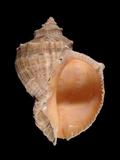 中文名(學名):紅皺巖螺(  i Rapana venosa venosa /i  )英文俗名:Rock Shell、Thomas s Rapa Whelk