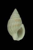 中文種名:花織紋螺學名:Zeuxis castus俗名:花織紋螺俗名（英文）:花織紋螺