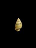 中文名(學名):絲絹織紋螺( Zeuxis concinnus )