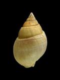 中文名(學名):橄欖織紋螺( Zeuxis olivaceus )