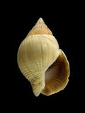 中文名(學名):橄欖織紋螺(  i Zeuxis olivaceus /i  )