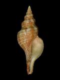 中文名(學名):赤旋螺(  i Pleuroploca filamentosa /i  )