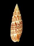 中文名(學名):大紅牙筆螺( Tiarella papalis )