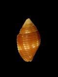 中文名(學名):蛹形筆螺( Nebularia chrysalis )