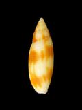 中文名(學名):齒斑筆螺( Dibaphus edentula )