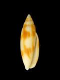 中文名(學名):齒斑筆螺(  i Dibaphus edentula /i  )