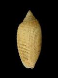 W(ǦW):ص( Cylindromitra sinensis )