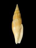 中文種名:白筆螺學名:Cancilla isabella俗名:白筆螺俗名（英文）:白筆螺