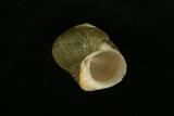 中文種名:珠螺學名:Lunella coronata俗名:珠螺俗名（英文）:珠螺