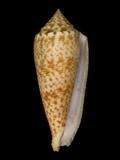 中文名(學名):長芋螺(  i Conus australis /i  )