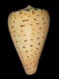 中文名(學名):別緻芋螺( Conus betulinus )