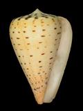 中文名(學名):別緻芋螺(  i Conus betulinus /i  )