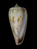 中文名(學名):灰色芋螺(  i Conus cinereus /i  )
