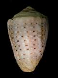 W(ǦW):a( Conus coronatus )