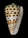 中文名(學名):黑星芋螺(  i Conus eburneus /i  )
