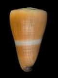 W(ǦW):֤k( Conus emaciatus )