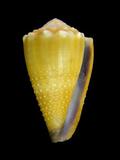 中文名(學名):晚霞芋螺( <i>Conus lividus</i> )