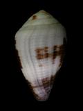 W(ǦW):]⨡( Conus scabriusculus )