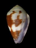 中文名(學名):鉛色芋螺(  i Conus scabriusculus /i  )