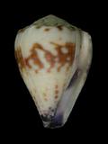 中文名(學名):花環芋螺(  i Conus sponsalis sponsalis /i  )