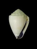 中文名(學名):白花環芋螺(  i Conus sponsalis nanus /i  )