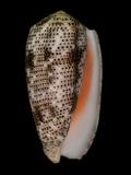 中文名(學名):飛蠅芋螺( <i>Conus stercusmuscarum</i> )