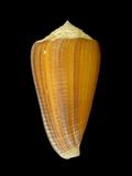 中文名(學名):木乃伊芋螺(  i Conus sulcatus /i  )