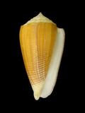 中文名(學名):木乃伊芋螺(  i Conus sulcatus /i  )