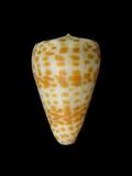 中文名(學名):紅磚芋螺( Conus tessulatus )